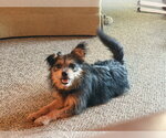 Small #2 Mutt
