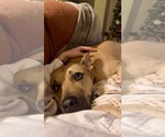 Small #5 American Pit Bull Terrier Mix