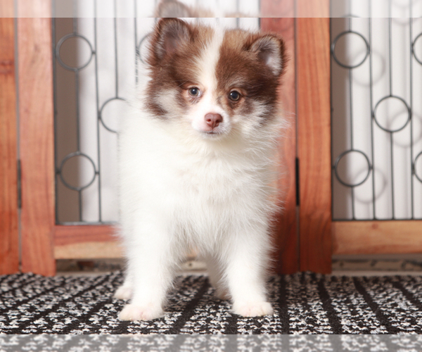 Medium Photo #2 Pomeranian Puppy For Sale in NAPLES, FL, USA