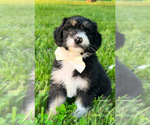 Puppy 4 Miniature American Shepherd-Poodle (Standard) Mix