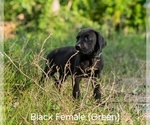 Puppy Black F green Great Dane