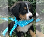 Small Bernese Mountain Dog