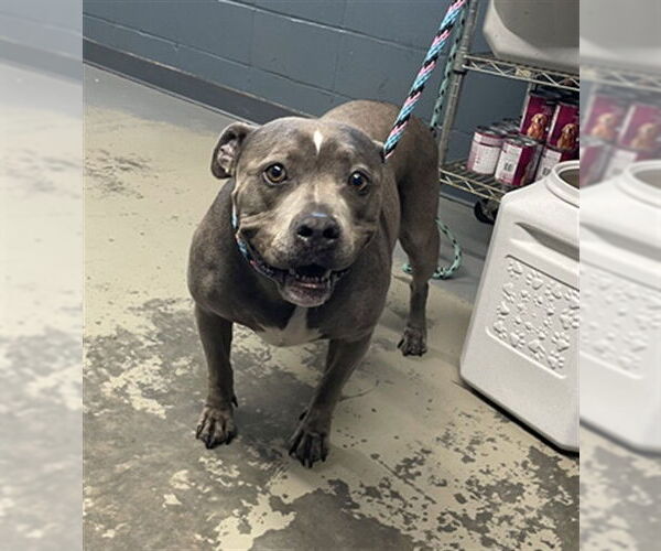 Medium Photo #1 American Staffordshire Terrier-Unknown Mix Puppy For Sale in Tallahassee, FL, USA