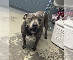 American Staffordshire Terrier-Unknown Mix Dogs for adoption in Tallahassee, FL, USA