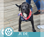 Small #13 Labrador Retriever Mix