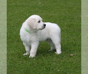 English Cream Golden Retriever Puppy for sale in MARSHFIELD, WI, USA