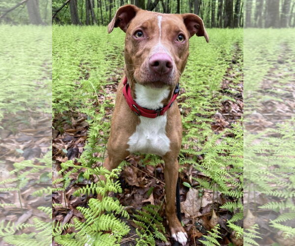 Medium Photo #17 American Pit Bull Terrier-Blue Lacy Mix Puppy For Sale in Rockaway, NJ, USA