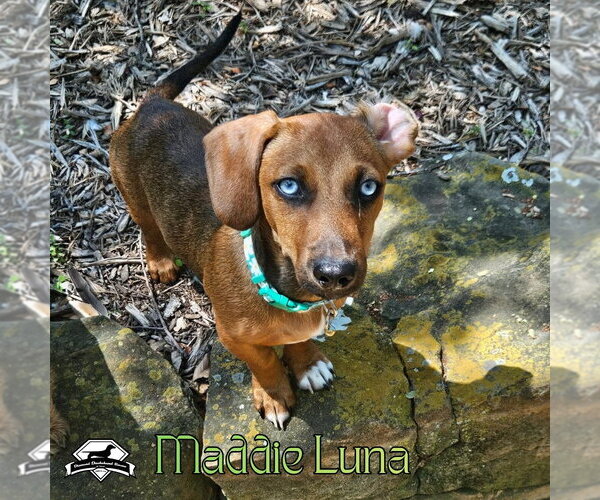 Medium Photo #6 Dachshund Puppy For Sale in San Antonio, TX, USA