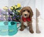 Small Photo #16 Goldendoodle (Miniature) Puppy For Sale in BULLARD, TX, USA