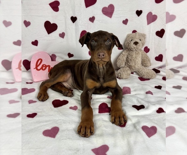 Medium Photo #2 Doberman Pinscher Puppy For Sale in GREENFIELD, IN, USA