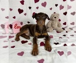 Small #1 Doberman Pinscher