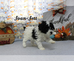 Small #3 Poodle (Toy)