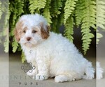 Small #3 Shih-Poo