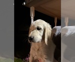 Small #2 Golden Retriever