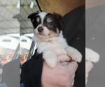 Small Photo #4 Miniature Australian Shepherd Puppy For Sale in ADAIR VILLAGE, OR, USA