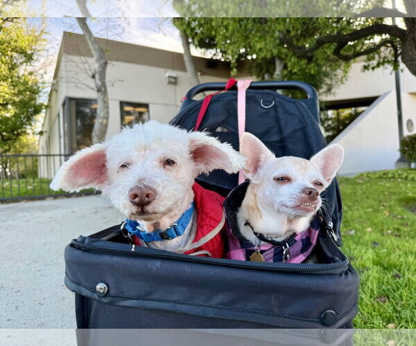 Medium Photo #3 Chihuahua Puppy For Sale in Seal Beach, CA, USA