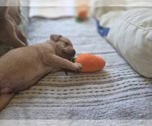 Amber - Willow Mae Litter - Male Mutt Dog for Adoption - Photo #5