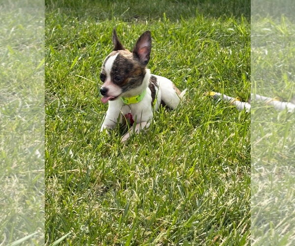 Medium Photo #4 Chihuahua-Unknown Mix Puppy For Sale in Grafton, WI, USA
