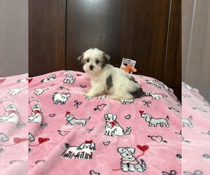 Morkie Puppy for sale in BENSON, NC, USA