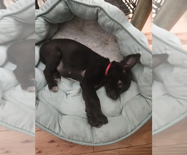 Medium Photo #1 Chihuahua Puppy For Sale in SAINT CHARLES, MO, USA