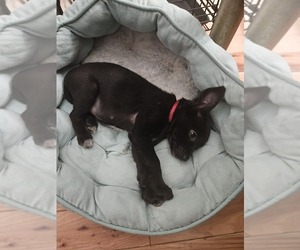 Chihuahua Puppy for sale in SAINT CHARLES, MO, USA