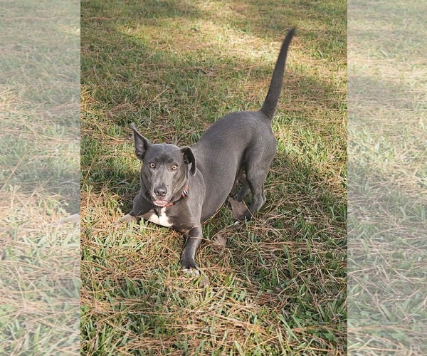 Medium Photo #5 Basschshund Puppy For Sale in Wakefield, RI, USA