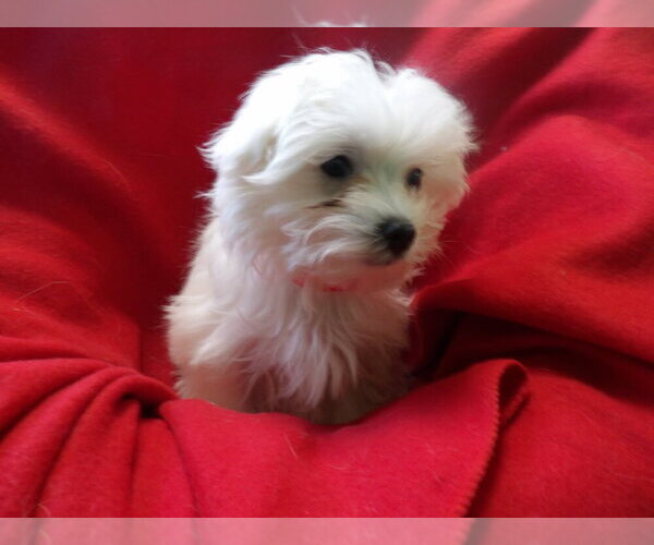 Medium Photo #9 Maltese Puppy For Sale in PATERSON, NJ, USA