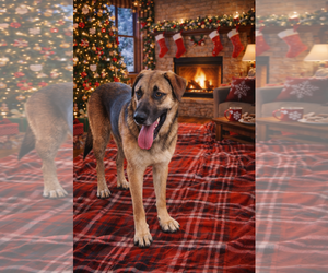 Mutt Dogs for adoption in Fort Worth, TX, USA