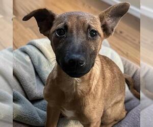 Chihuahua-Unknown Mix Dogs for adoption in San Diego, CA, USA