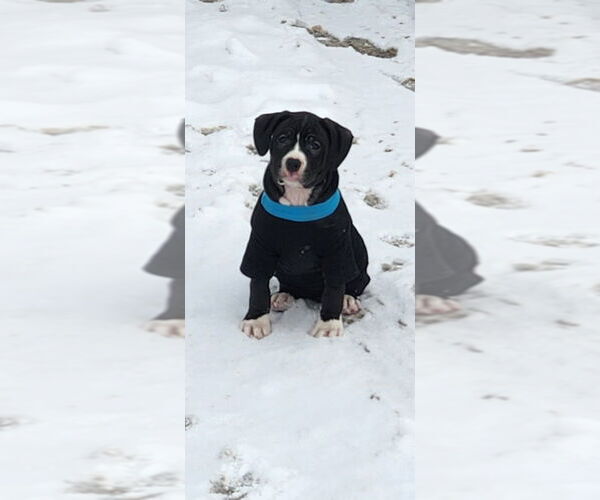 Medium Photo #1 Boxer Puppy For Sale in Brights Grove, Ontario, Canada