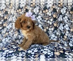 Small #2 Cavapoo (Miniature)
