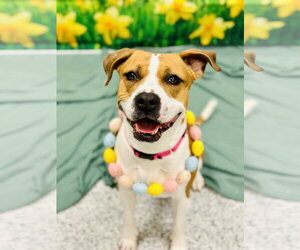 Mutt Dogs for adoption in Manahawkin, NJ, USA