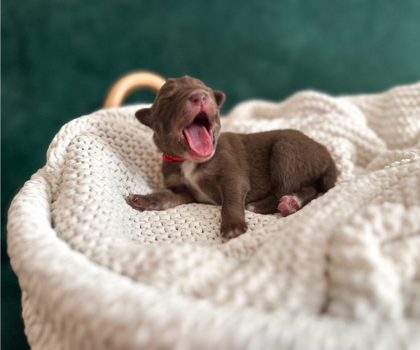 Medium Photo #4 Australian Shepherd Puppy For Sale in BOUTON, IA, USA