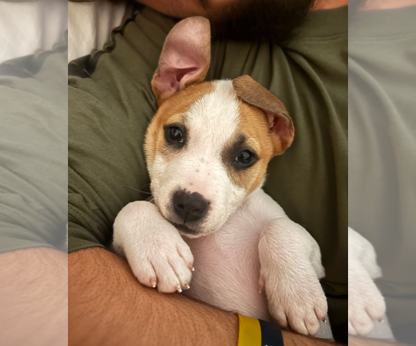 Medium Photo #2 American Staffordshire Terrier-Unknown Mix Puppy For Sale in Holly Springs, NC, USA