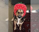 Small #1 German Shepherd Dog Mix