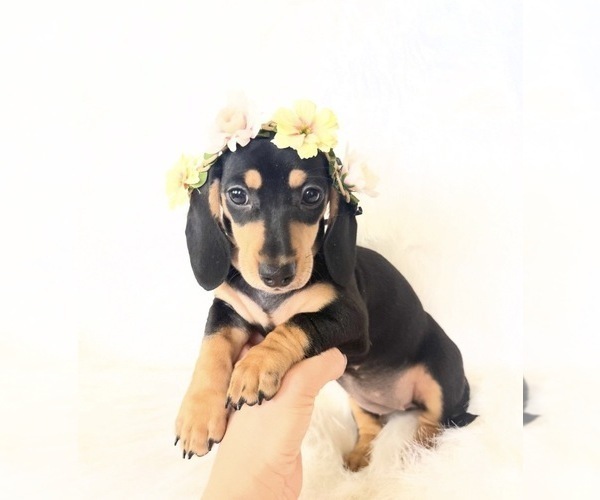 Medium Photo #9 Dachshund Puppy For Sale in DAVIS, CA, USA