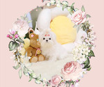 Small Photo #1 Maltese Puppy For Sale in Seoul, Seoul, Korea, South