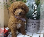 Small Photo #2 Poodle (Toy) Puppy For Sale in MILFORD, IN, USA