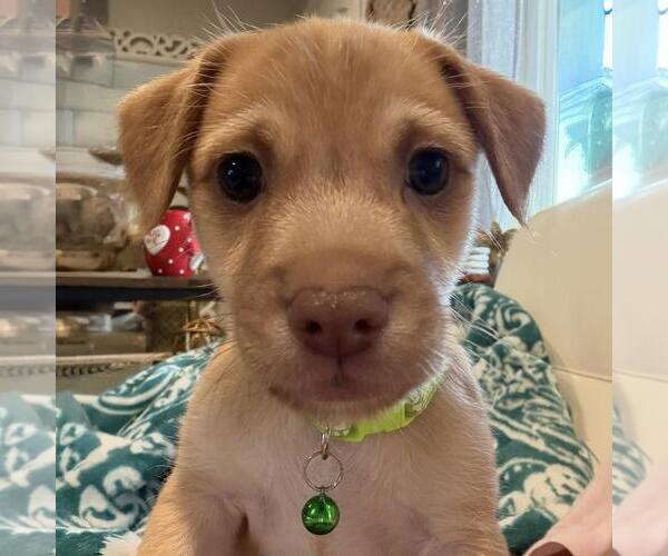 Medium Photo #2 Mutt Puppy For Sale in San Diego, CA, USA