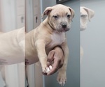 Small Photo #2 American Bully Puppy For Sale in BRONX, NY, USA