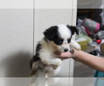 Small Photo #4 Australian Shepherd-Poodle (Toy) Mix Puppy For Sale in SPENCER, TN, USA