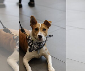 Nyah - Small Survivor, Big Heart - Female Jack Russell Terrier-Unknown Mix Dog for Adoption - Photo #2