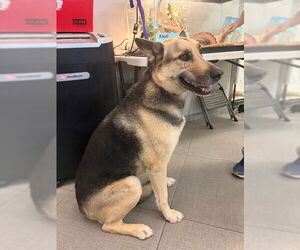 German Shepherd Dog Dogs for adoption in Rancho Cucamonga, CA, USA