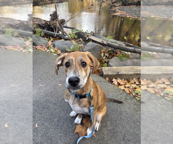 Medium Photo #1 Labrador Retriever-Plott Hound Mix Puppy For Sale in Brewster, NY, USA
