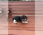 Small #8 Dachshund