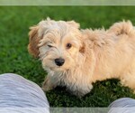 Small Photo #3 Cavachon-Poodle (Toy) Mix Puppy For Sale in AIRVILLE, PA, USA