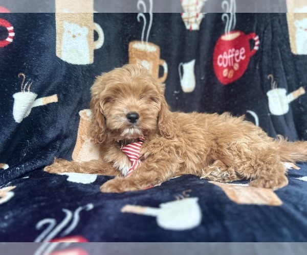 Medium Photo #7 Cavapoo Puppy For Sale in LAKELAND, FL, USA