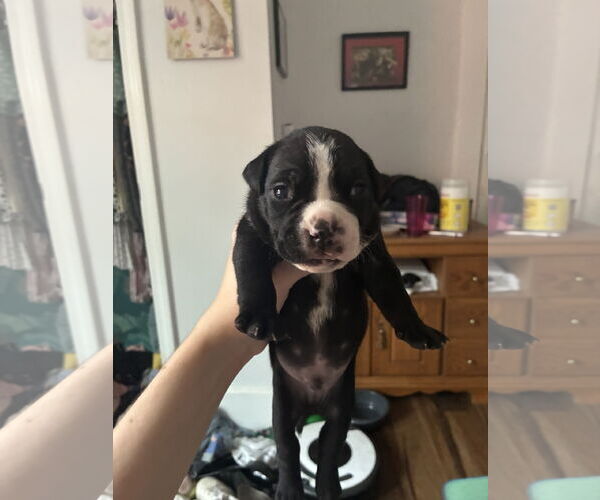 Medium Photo #1 American Pit Bull Terrier-Bulldog Mix Puppy For Sale in New Orleans, LA, USA