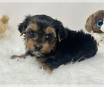 Small #37 Yorkshire Terrier