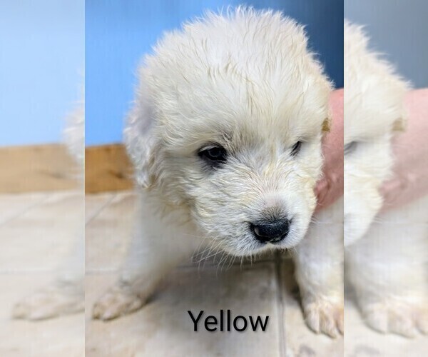 Medium Photo #7 Great Pyrenees Puppy For Sale in MOSCOW MILLS, MO, USA